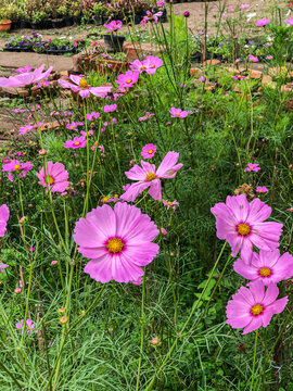 Beautiful Flowers of Indonesia, the peace of mind.