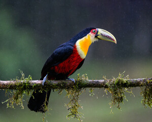 Red-breasted Toucan portrait on mossy stick on rainy day against green background