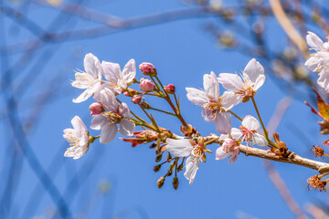 Spring blossoms 