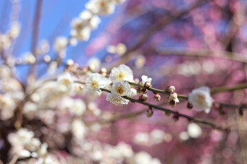 beautiful white and pink flowers in the spring series: plum blossoming in spring is the only remaining winter flower. Japan Tokyo season 2023