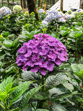 Beautiful Flowers of Indonesia, the peace of mind.