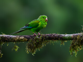 Plain Parakeet portrait on mossy stick and rainy day against dark green background
