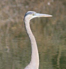 great blue heron