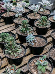 Beautiful Flowers of Indonesia, the peace of mind.