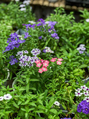 Beautiful Flowers of Indonesia, the peace of mind.