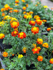 Beautiful Flowers of Indonesia, the peace of mind.