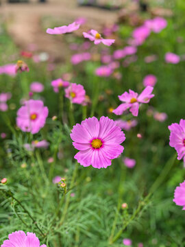 Beautiful Flowers of Indonesia, the peace of mind.