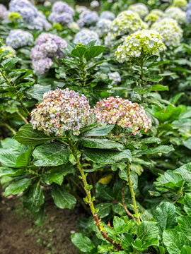 Beautiful Flowers of Indonesia, the peace of mind.