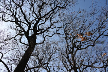 Fototapeta na wymiar 杉並区柏の宮公園の冬の木々の風景