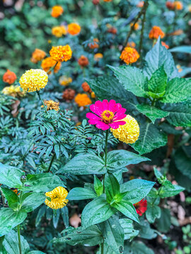 Beautiful Flowers of Indonesia, the peace of mind.