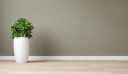 Clean, blank sage green wall with tropical tree in tall shiny steel pot on brown parquet floor in sunlight for interior design decoration, appliance, furniture product background 3D