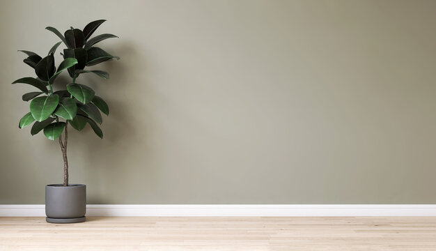 Clean, blank sage green wall with tropical fiddle leaf fig tree in gray round ceramic pot on brown parquet floor in sunlight for interior design decoration, appliance, furniture product background 3D