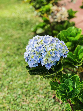 Beautiful Flowers of Indonesia, the peace of mind.
