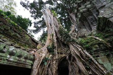 Fig, banyan and kapok trees in Ta Prohm temple.