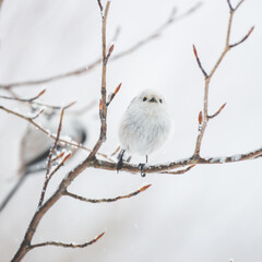 阿寒郡のエナガ