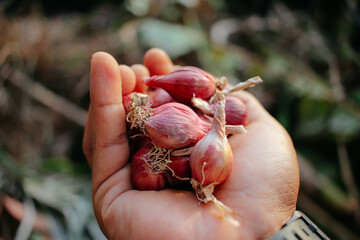 red onion