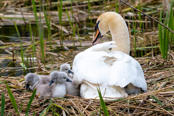 Baby swans under mom's protection