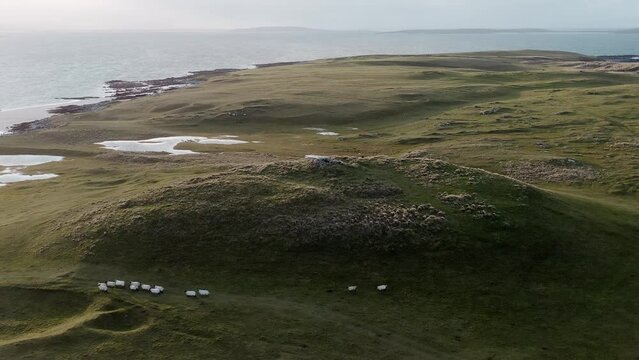 Drone shot of sheep being herded by a crofter and his sheep dog on Berneray Beach. The machair (grass plains) are in the background. Filmed on Berneray in the Outer Hebrides of Scotland.