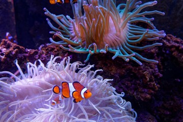 An adorable orange clownfish or clown anemonefish ( Amphiprion percula ) swimming merrily among the tentacles of its sea anemone home on the coral reef seabed subfamily Amphiprioninae in Pomacentridae - obrazy, fototapety, plakaty