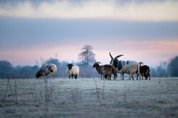 Sheep in early spring frost