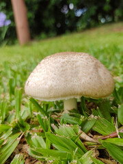 boletus edulis mushroom