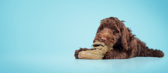 Puppy chewing shoe on blue background. Happy puppy dog lying with shoe between paws while eating,...