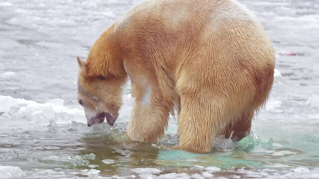 Slow motion 120 fps video of female Polar bear and her polar bear cub in nature landscape near cold water of ocean, playing on iceberg with fresh ice. 4k Cinematic slow motion footage 120 fps