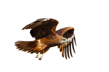 Birds of prey Black kite (Milvus migrans) flying on transparent background png file