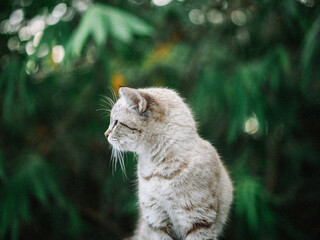 Naklejka na ściany i meble cute gray cat in forest
