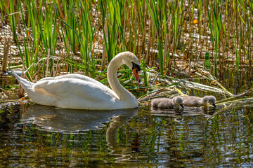 Baby swans with parents