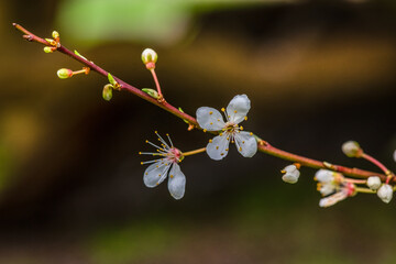 Early spring fowers