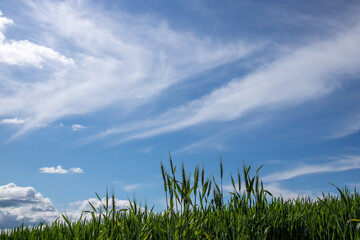 緑の麦の穂と青空
