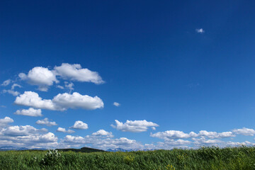 初夏の青空と草原

