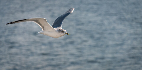 Fototapeta na wymiar Ring-billed Gull flying with wings wide open on Saint Lawrence river, Thousand Islands. Canada.