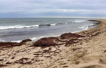 Sargassum seaweed washed up on beach sand.