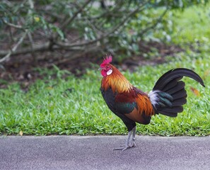 Red Junglefowl at Singapore Botanic Gardens