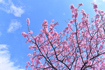 桜と青空