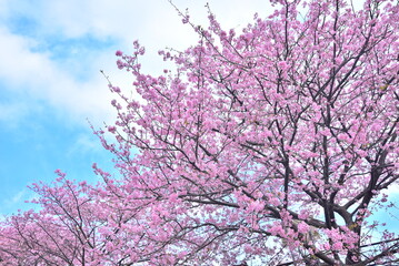 満開の桜と青空