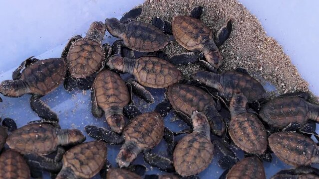 Freshly hatched juvenile sea turtles ready to be released into ocean by marine turtle conservation project