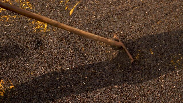 Black pepper background, unrecognizable farmer using a rake to spread isolated black peppercorns