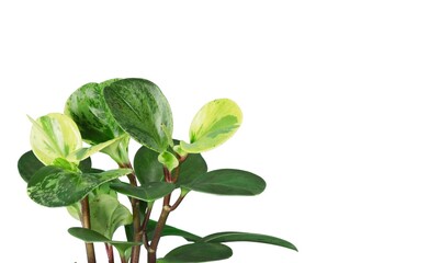 Fresh leaves of house plant on background