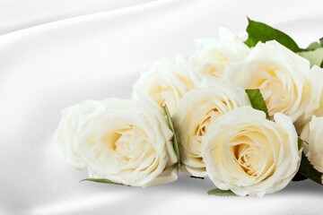 Beautiful white fresh rose flower.