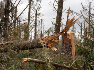 A close view of a snapped pine tree trunk in a forest plantation after storm cyclone Gabrielle in...