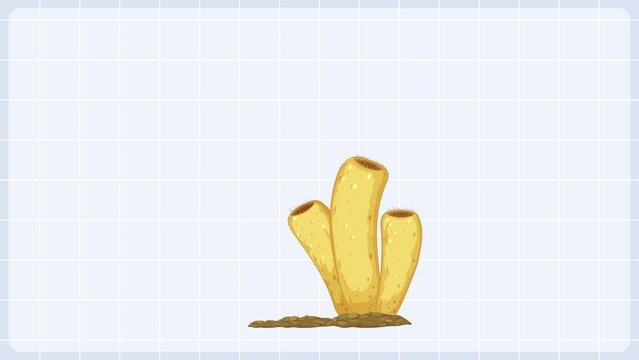 An animated guide to the sponge life cycle