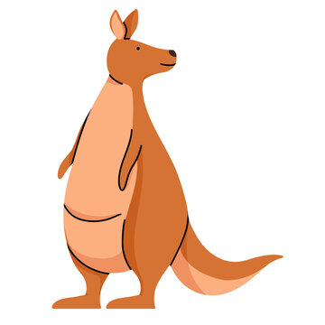 kangaroo cute illustration