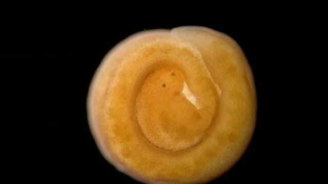 Nemertea worm under a microscope, class Hoplonemertea, order Monostilifera. Possibly genus Oerstedia. Sample was found in White Sea.