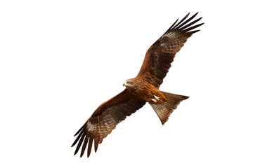 Birds of prey Black kite (Milvus migrans) flying on transparent background png file
