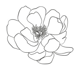 Spring flower line art