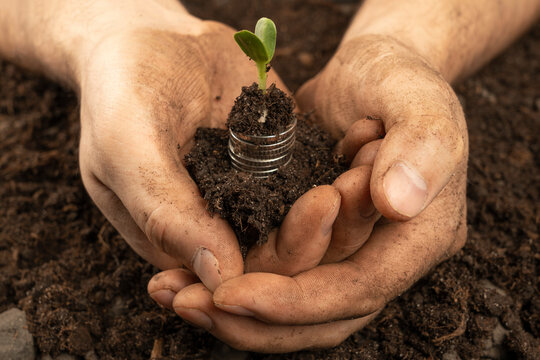 Plants For Money - The Concept Of Money Growth A Male Farmer Is Touching The Soil In A Field With His Hands. Farmer's Hands Hold Organic Soil And Plants With Money .