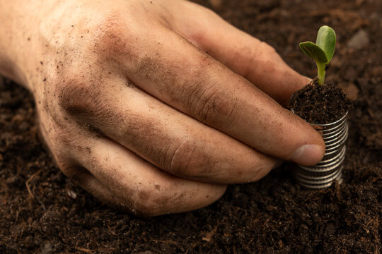 Plants For Money - The Concept Of Money Growth A Male Farmer Is Touching The Soil In A Field With His Hands. Farmer's Hands Hold Organic Soil And Plants With Money .